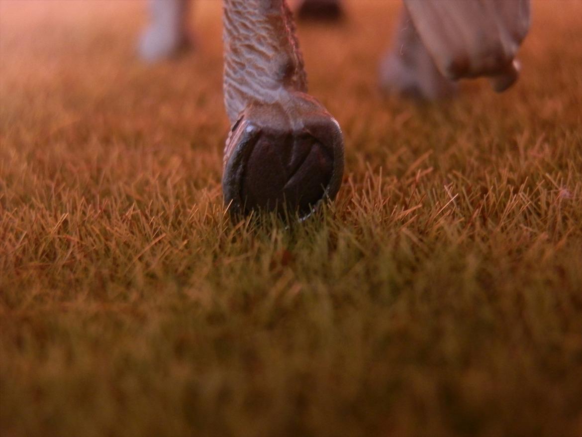 12 NYE SCHLEICH HESTE 2012 [SCHLEICH] - islænder hoppe (sleipnir) billede 25