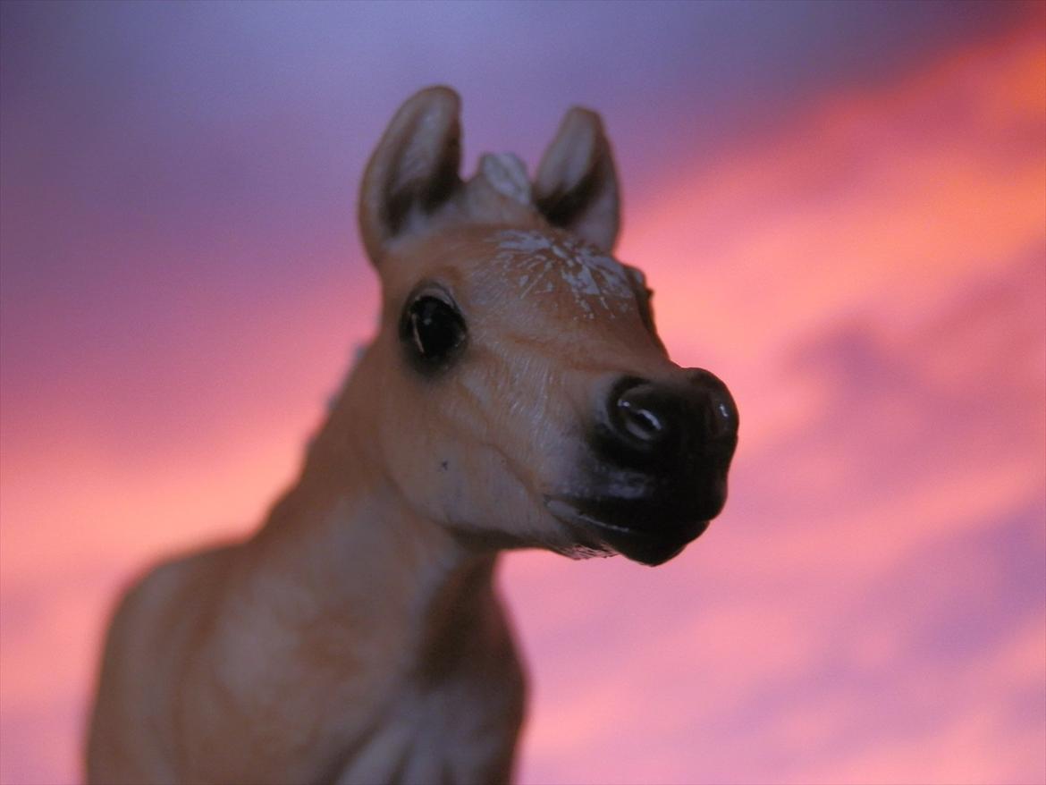 12 NYE SCHLEICH HESTE 2012 [SCHLEICH] - haflinger hoppeføl (Fair Lady)  billede 29