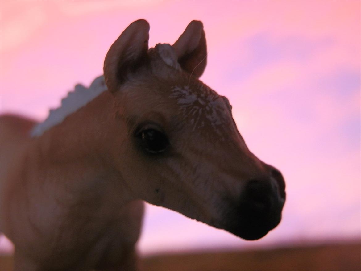 12 NYE SCHLEICH HESTE 2012 [SCHLEICH] - haflinger hoppeføl (Fair Lady)  billede 30