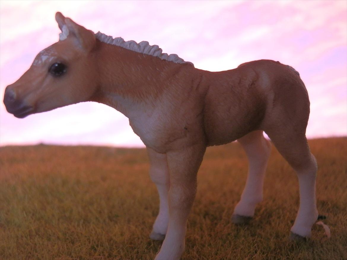 12 NYE SCHLEICH HESTE 2012 [SCHLEICH] - haflinger hoppeføl (Fair Lady)  billede 31