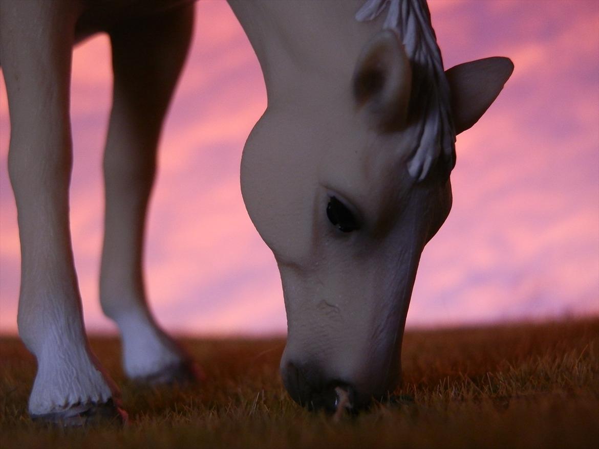 12 NYE SCHLEICH HESTE 2012 [SCHLEICH] - Akhal-Tekiner hoppe (Abaza)  billede 36