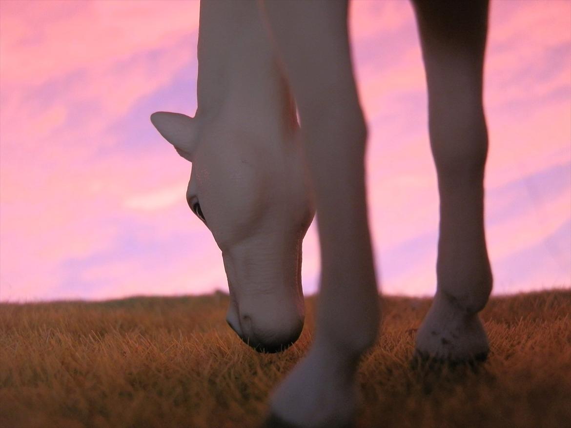 12 NYE SCHLEICH HESTE 2012 [SCHLEICH] - Akhal-Tekiner hoppe (Abaza)  billede 38