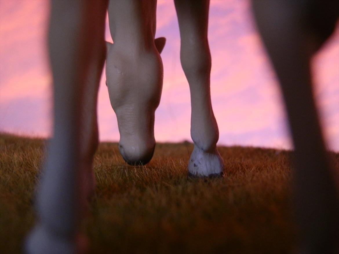 12 NYE SCHLEICH HESTE 2012 [SCHLEICH] - Akhal-Tekiner hoppe (Abaza)  billede 39