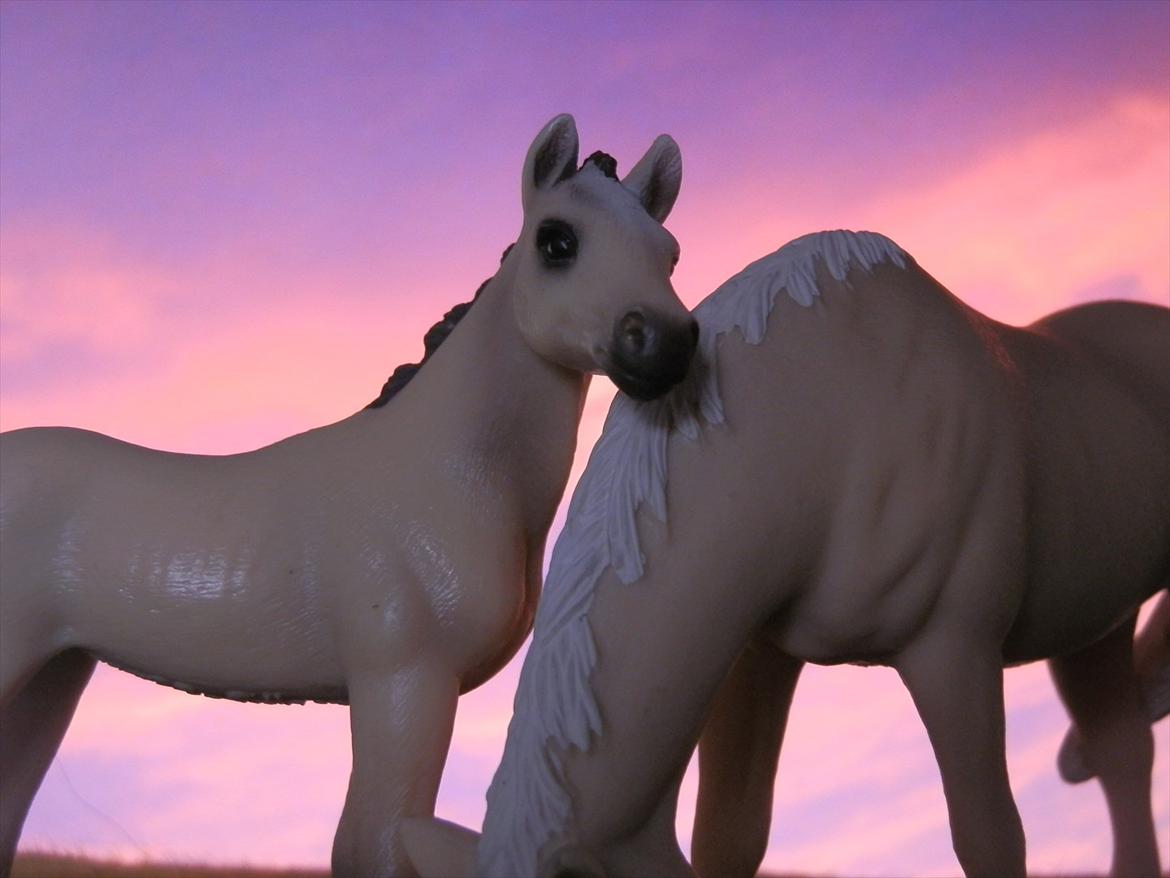 12 NYE SCHLEICH HESTE 2012 [SCHLEICH] - Akhal-Tekiner hoppeføl (galina) 

Akhal-Tekiner hoppe (Abaza)  billede 40