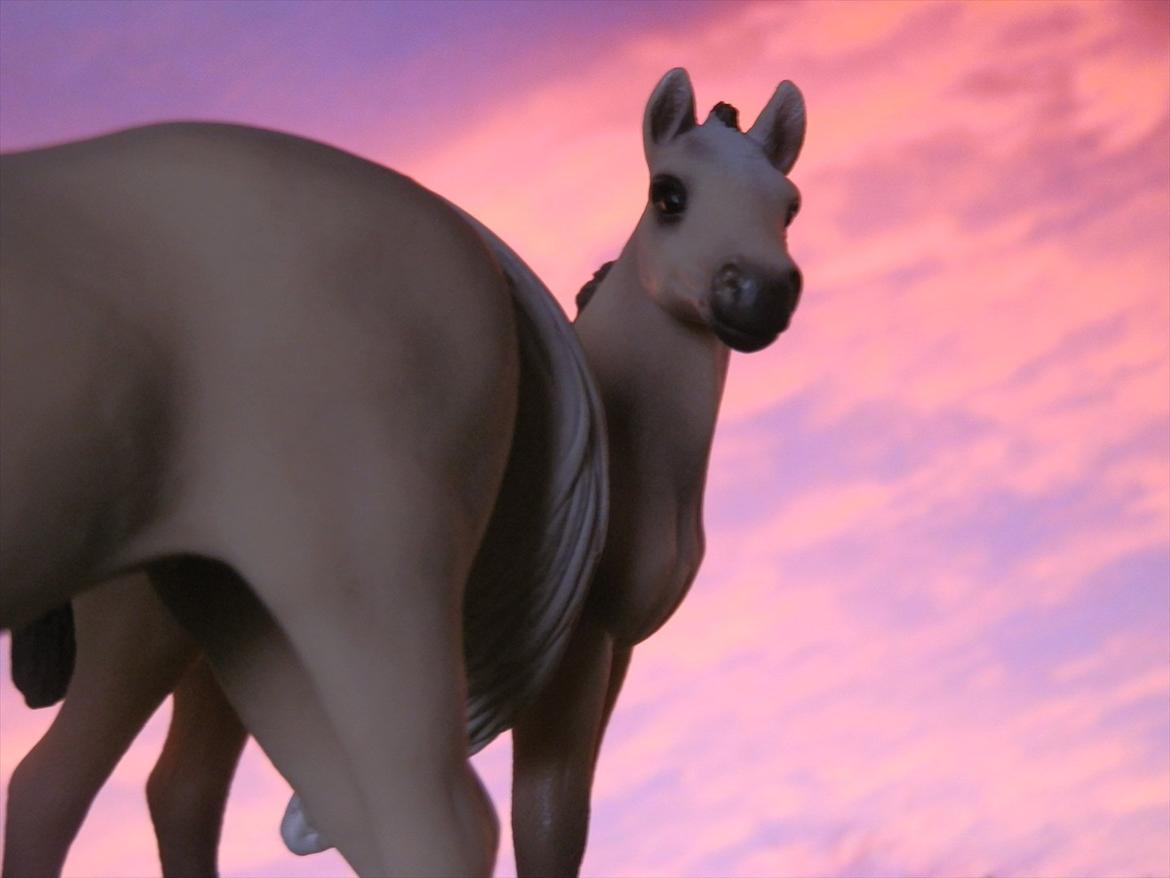 12 NYE SCHLEICH HESTE 2012 [SCHLEICH] - Akhal-Tekiner hoppeføl (galina) 

Akhal-Tekiner hoppe (Abaza)  billede 42