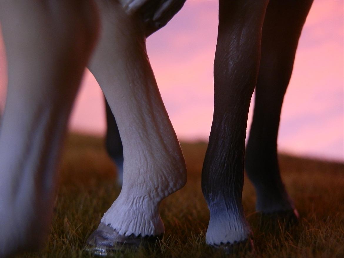 12 NYE SCHLEICH HESTE 2012 [SCHLEICH] - Akhal-Tekiner hoppeføl (galina) 

Akhal-Tekiner hoppe (Abaza)  billede 43