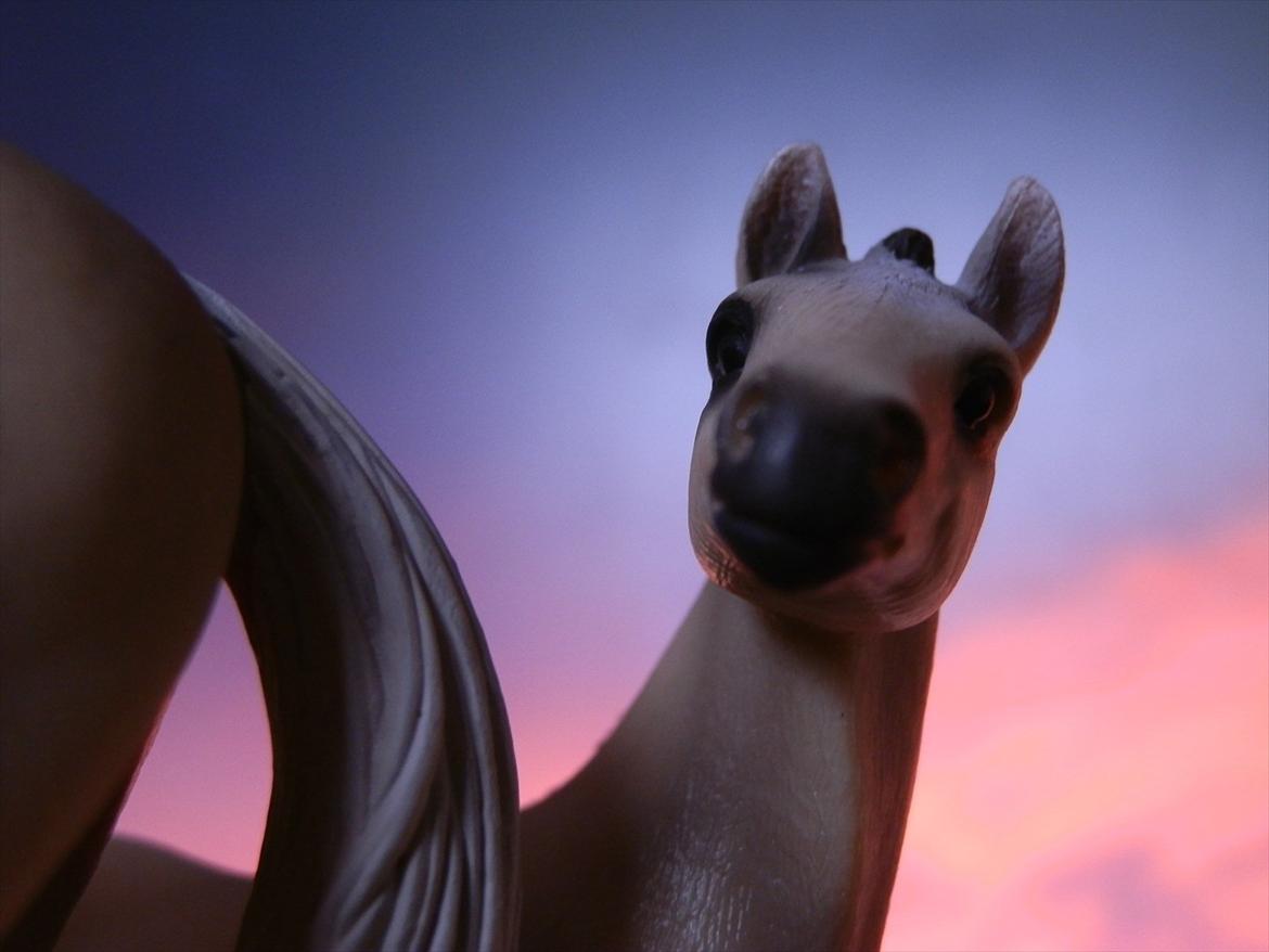 12 NYE SCHLEICH HESTE 2012 [SCHLEICH] - Akhal-Tekiner hoppeføl (galina)  billede 44