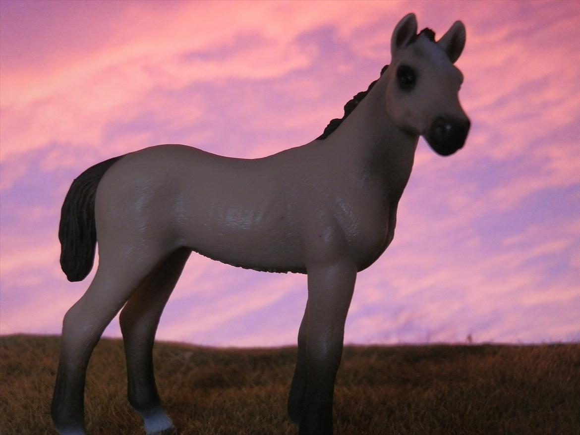 12 NYE SCHLEICH HESTE 2012 [SCHLEICH] - Akhal-Tekiner hoppeføl (galina)  billede 45