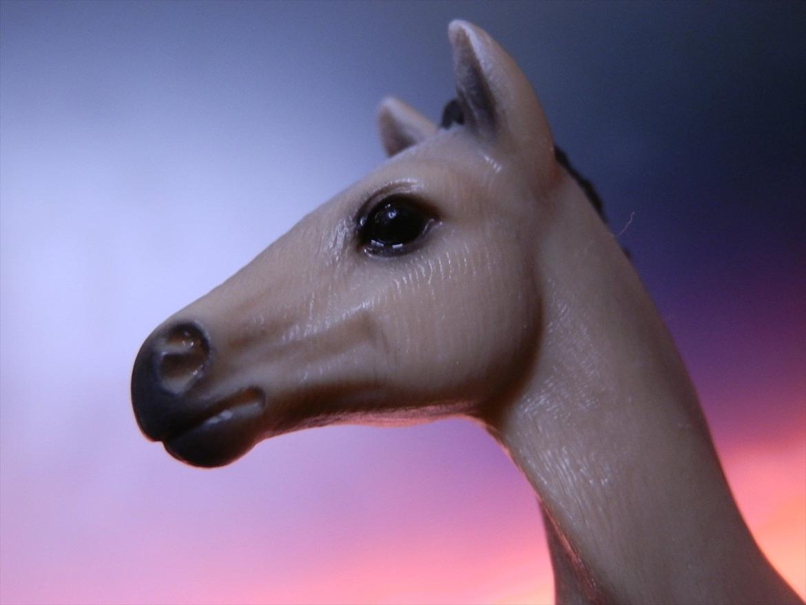 12 NYE SCHLEICH HESTE 2012 [SCHLEICH] - Akhal-Tekiner hoppeføl (galina)  billede 46