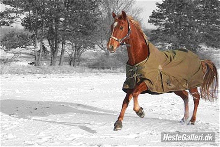 Billeder, tegninger osv. - sequoia :D  billede 1