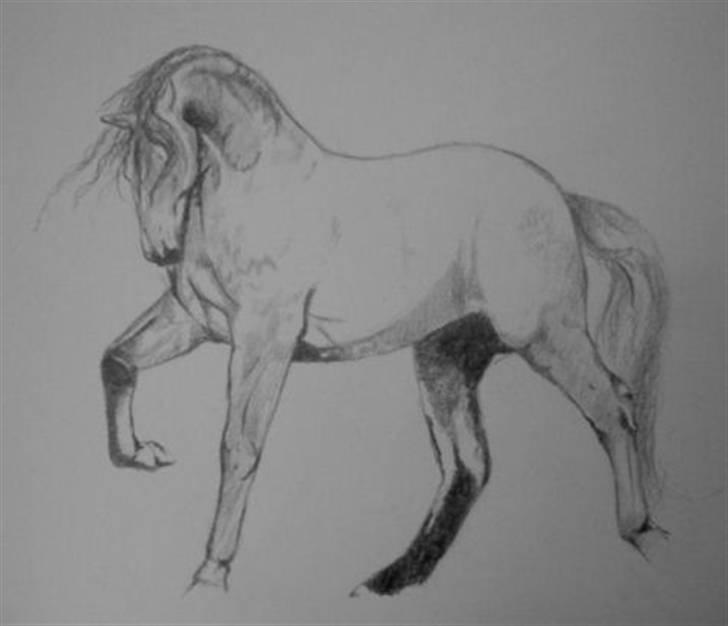 Tegninger, heste og et par hunde billede 20