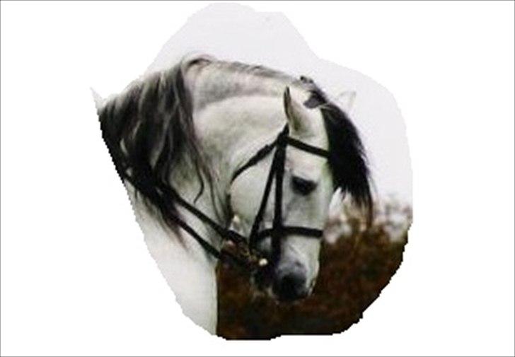 Hest jeg har tegnet. (-; - Hest jeg tegnet ud fra. (-: billede 2