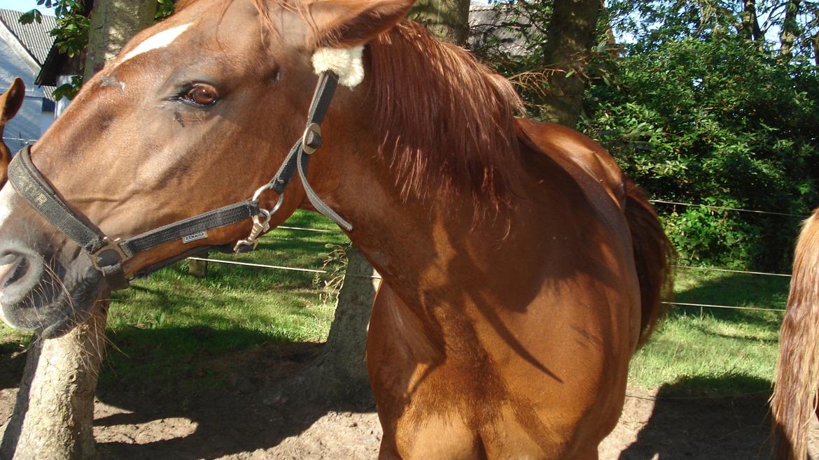 Mine Grimme heste xD billede 31