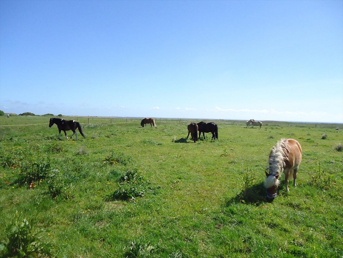 Isabella (Til Nanna) billede 37