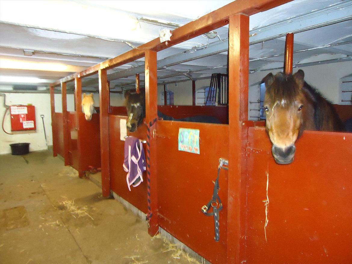 Isabella (Til Nanna) billede 42