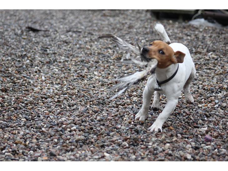 {{currentPhoto.altText}} billede {{currentPhoto.number}}