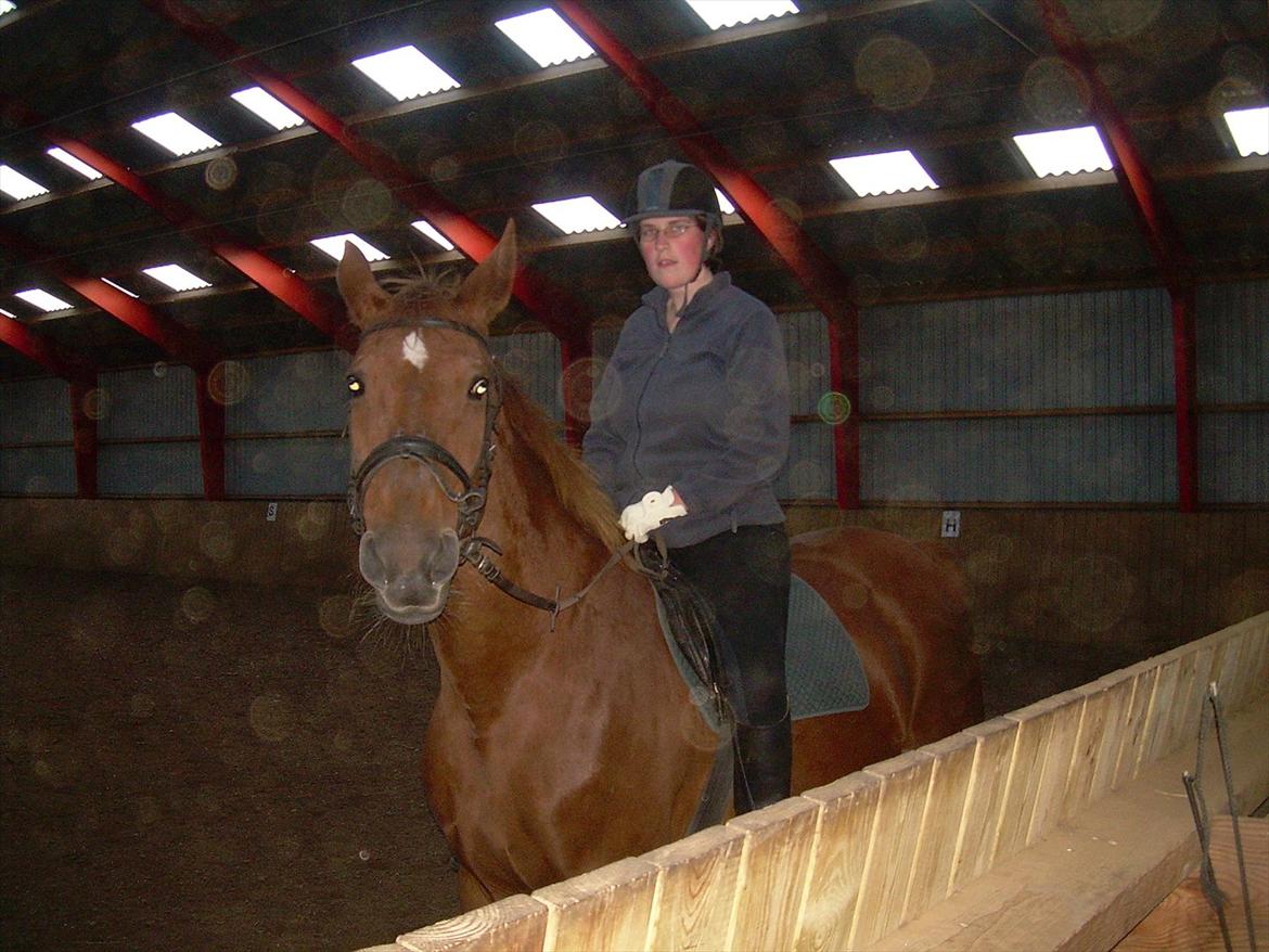 Basse - Dengang Basse var rideskolehest. billede 1