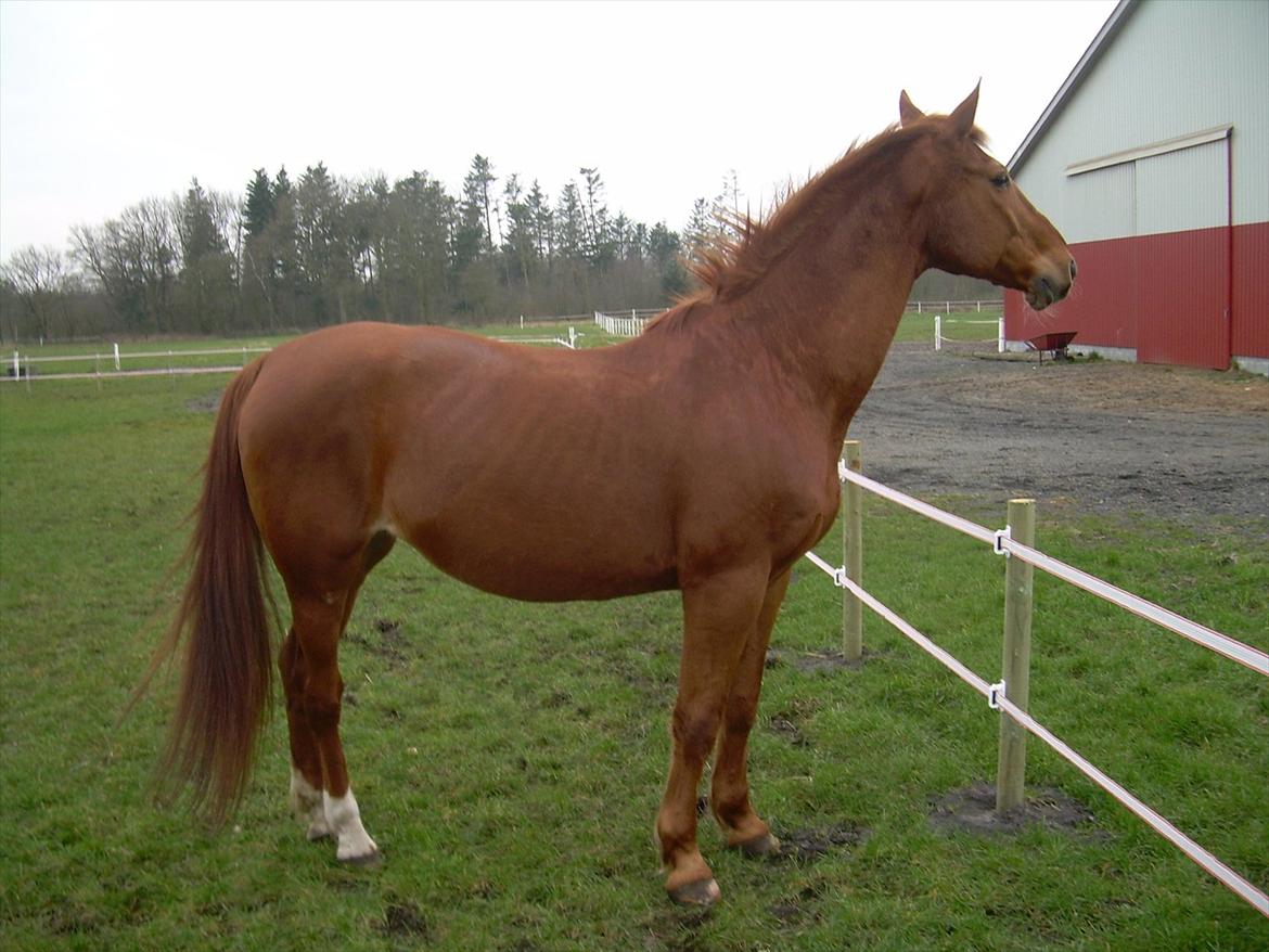 Basse - Lige før hun blev min. billede 2