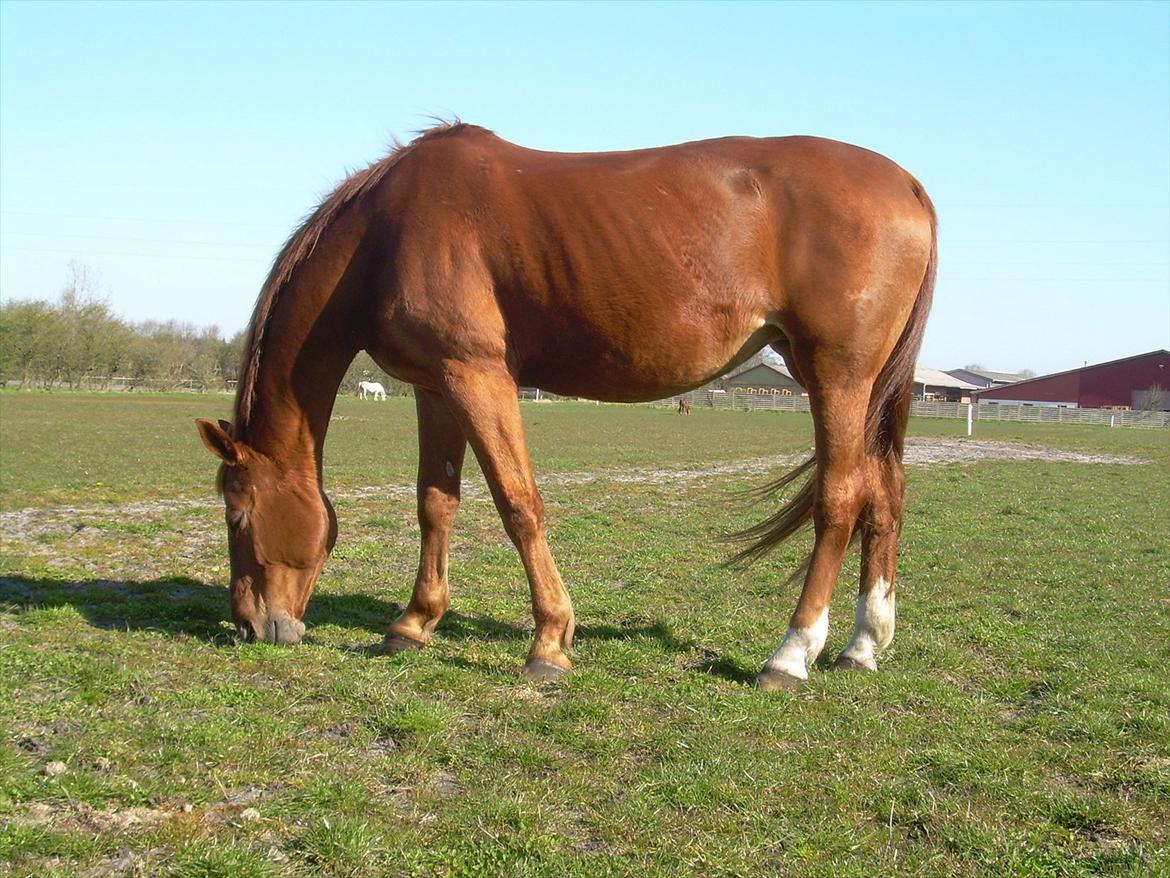 Basse - Basse på rideskolen ca. 2 mdr. efter jeg købte hende. billede 6