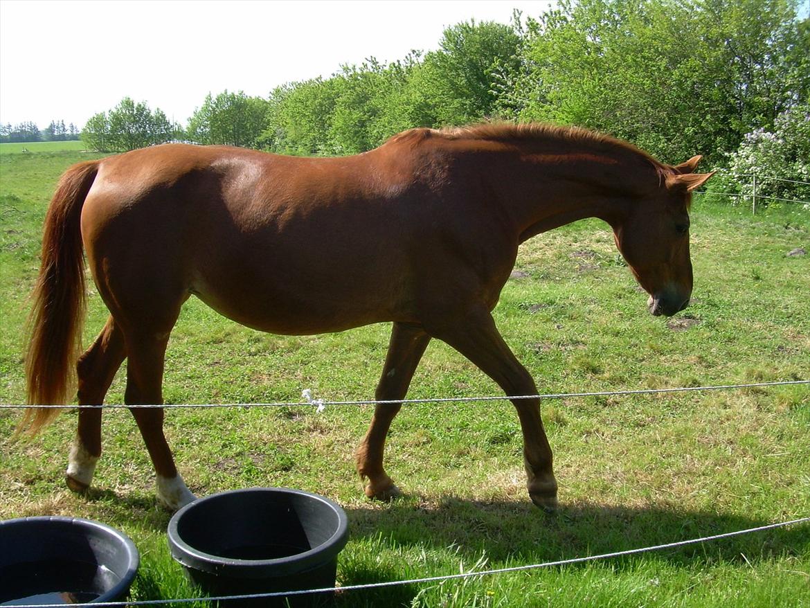Basse - På sommergræs ved Jørn. billede 7