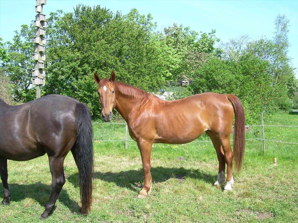 Basse - Sommergræs billede 8