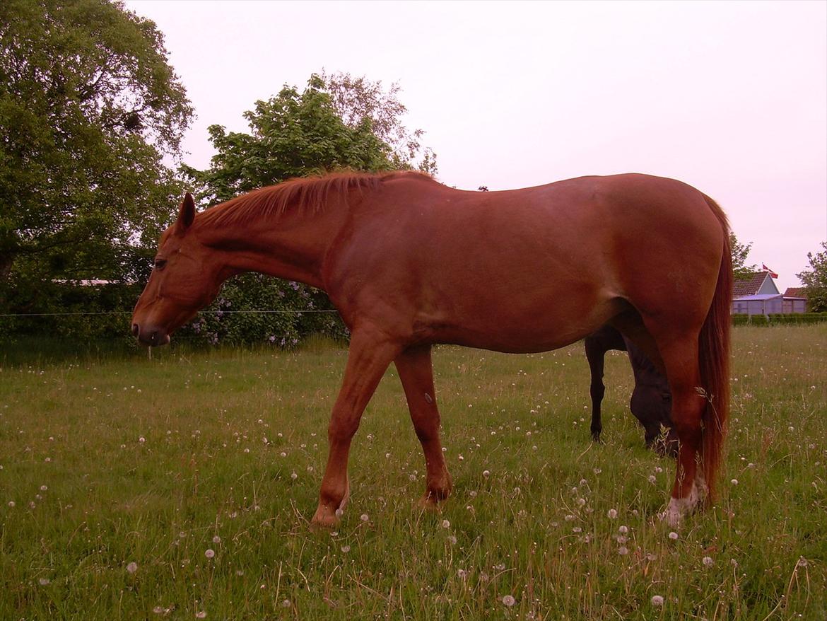 Basse - Sommergræs billede 10