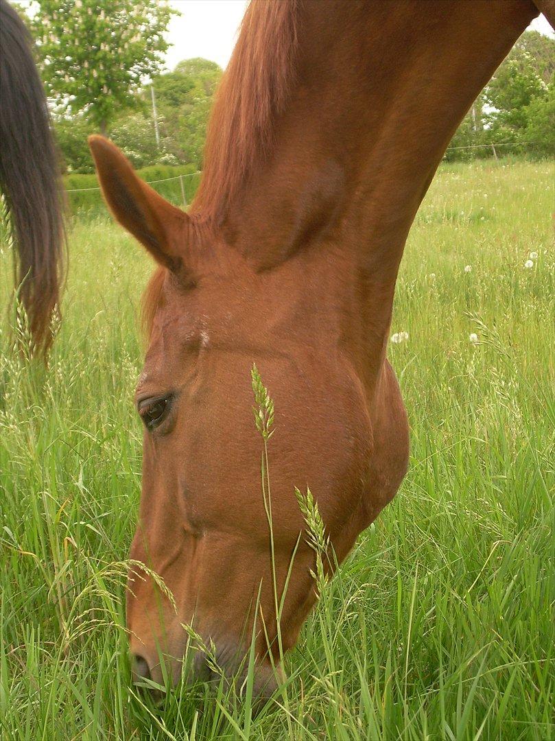 Basse - Sommergræs billede 11