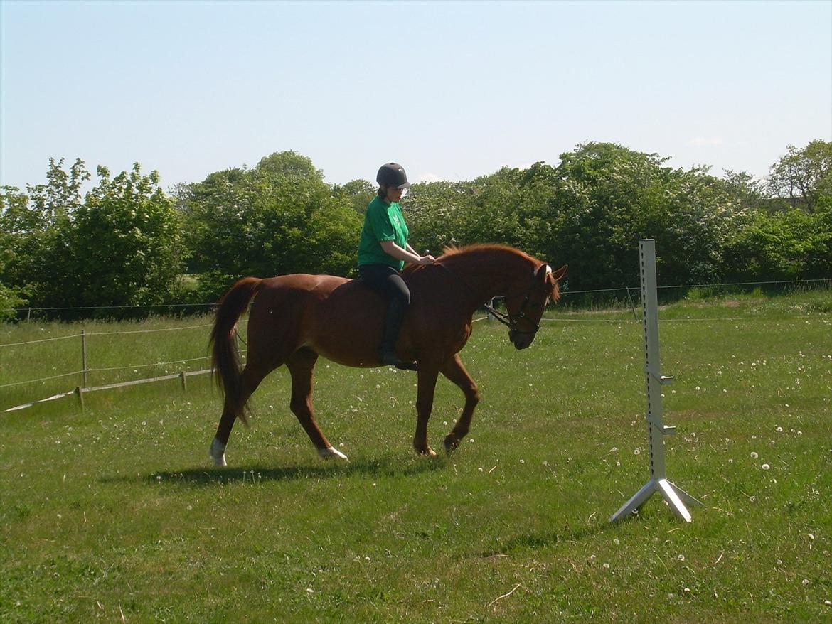 Basse - Samme ridetur. billede 13