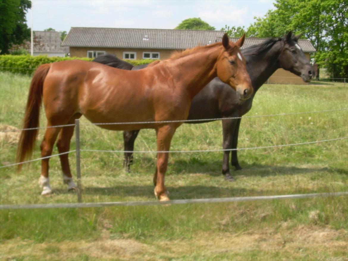 Basse - Sammen med sin buddy Regina.. billede 15