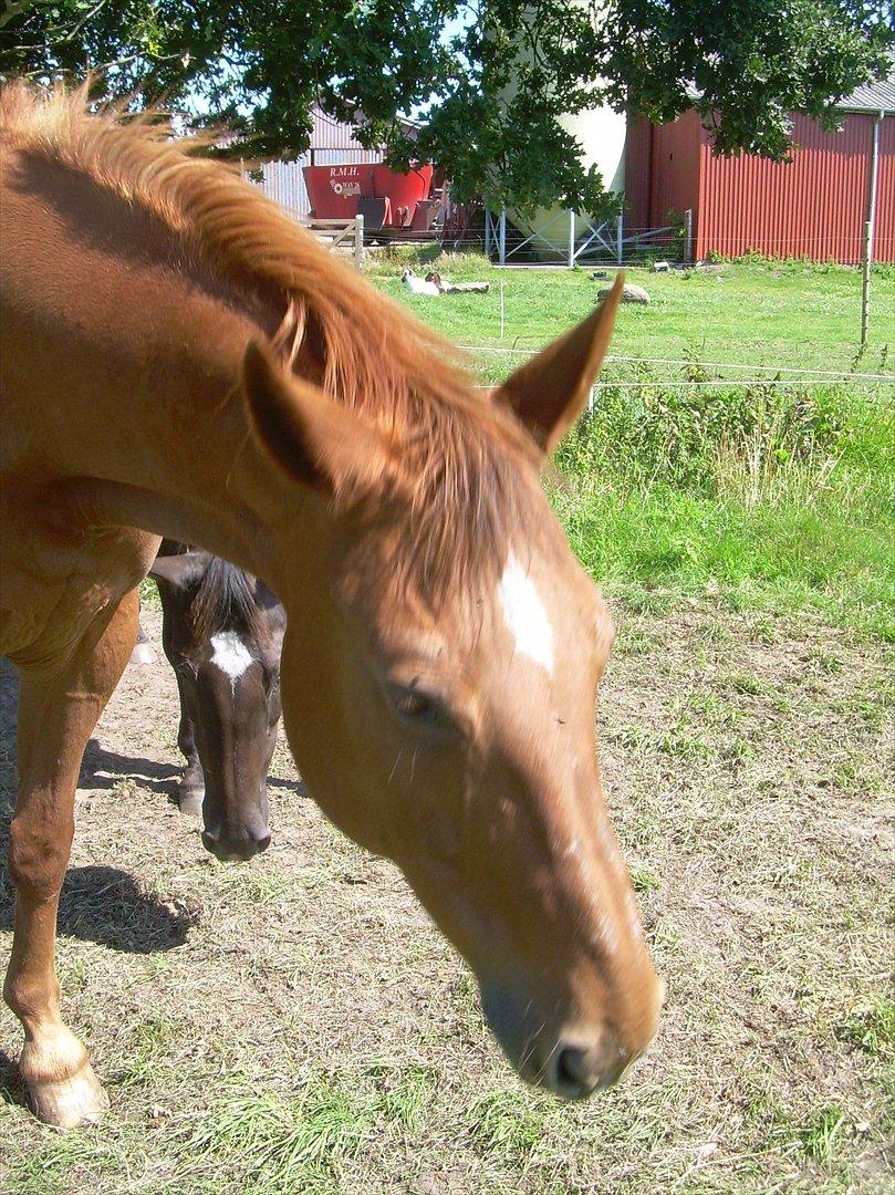 Basse - August, sommergræs billede 16