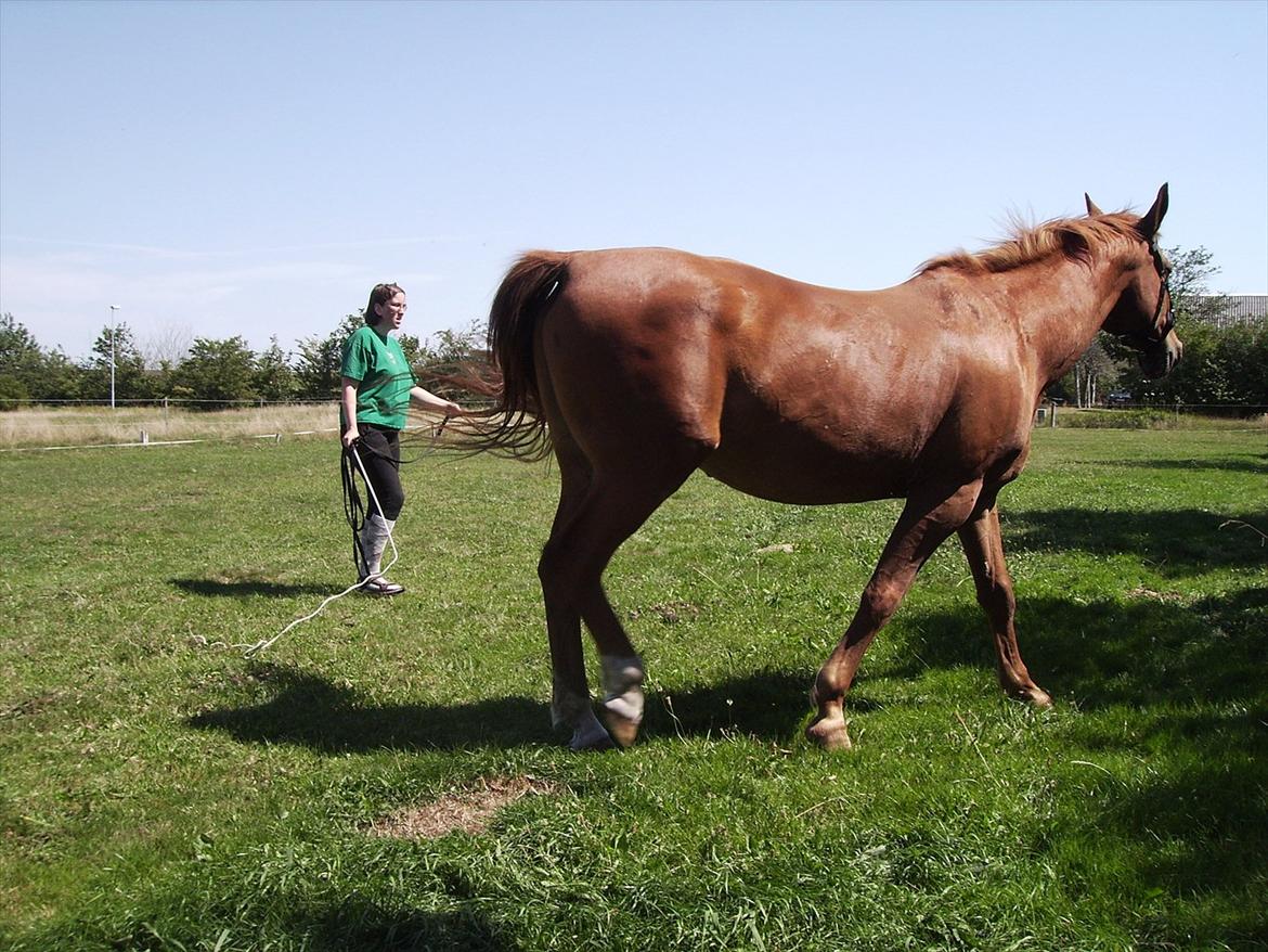 Basse - Longearbejde, puuuuha. August. billede 17