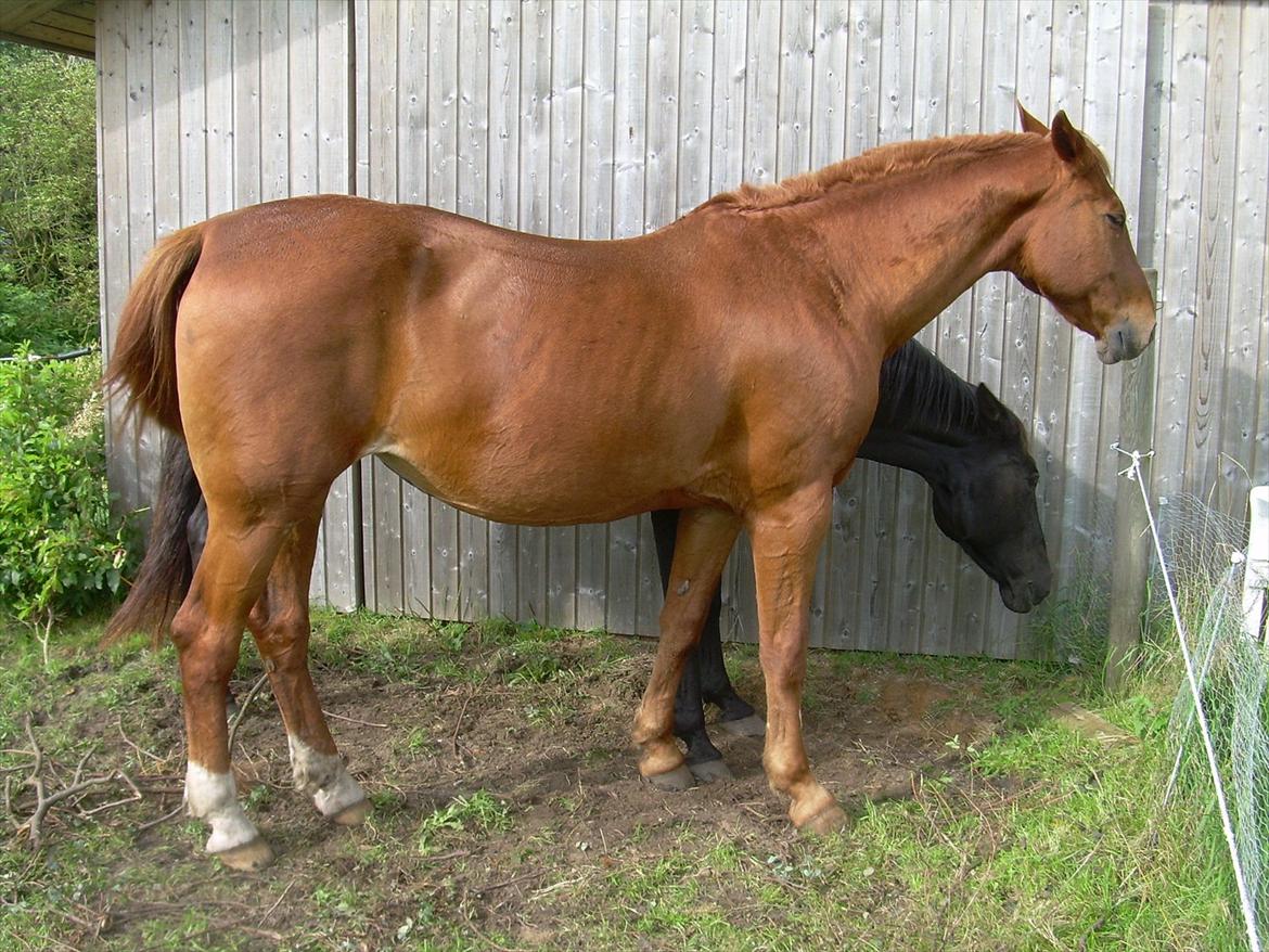 Basse - Ca. 10. september, sommergræs. Hun er begyndt at se mere træls ud igen. billede 18