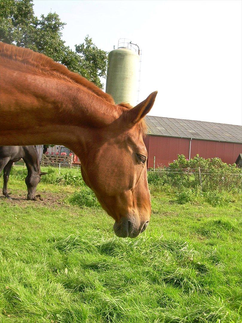 Basse - Samme dag. billede 19