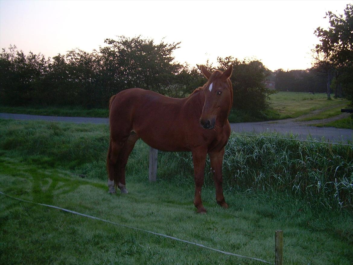 Basse - 15/09/2008 - få minutter før hun fløj over regnbuebroen. Dyrlægen var fuldstændig sikker på at Basse befandt sig i fremskreden organsvigt, deraf huldtab mm. billede 20