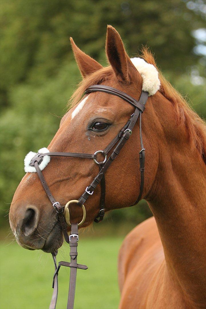 Basse - Fotograf 05/08/2008 billede 21