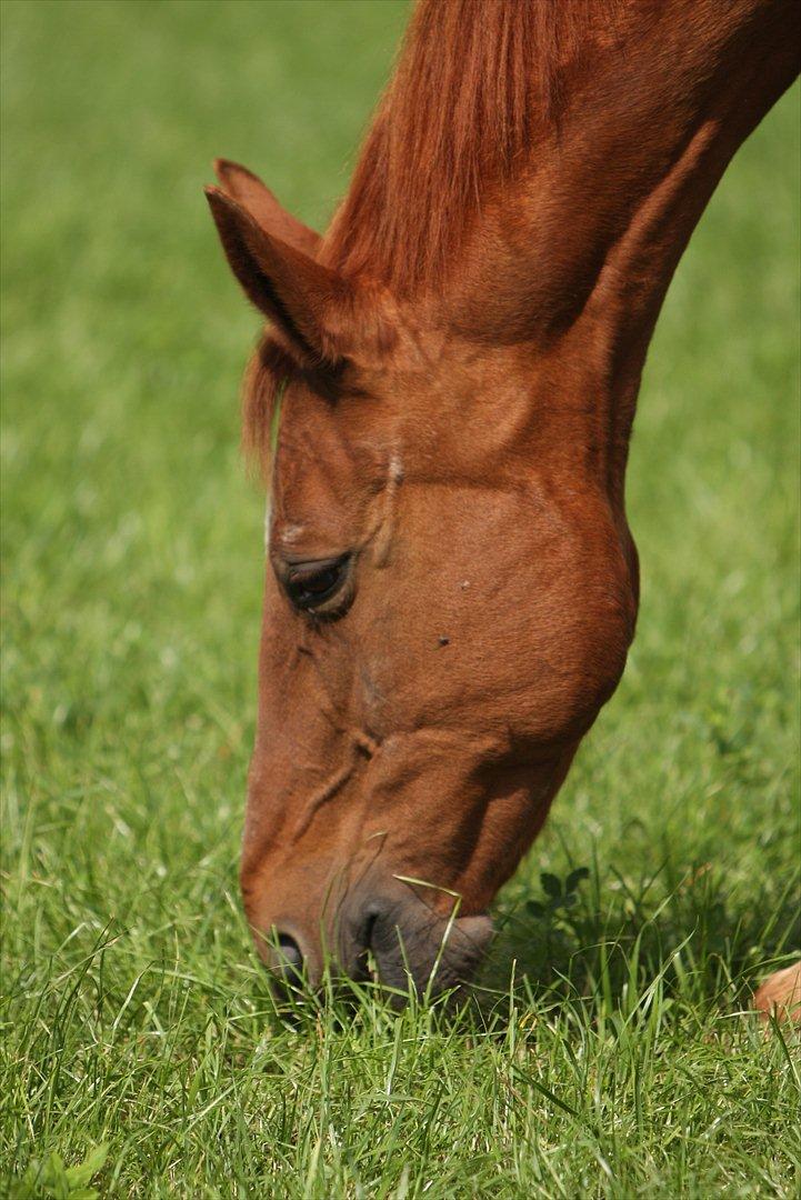 Basse - Nam, godt græs - på naboens kløvermark. billede 25