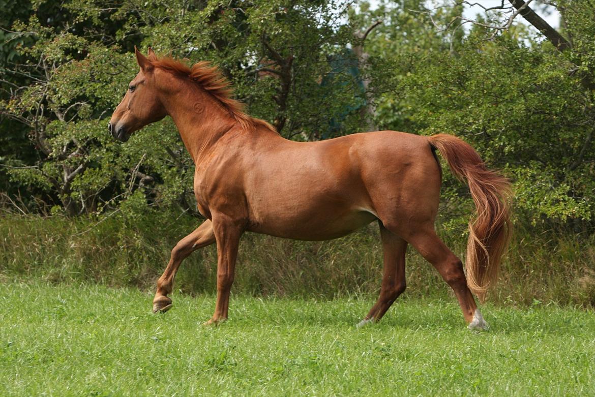 Basse - Lidt bevægelse, lyset drillede. billede 27