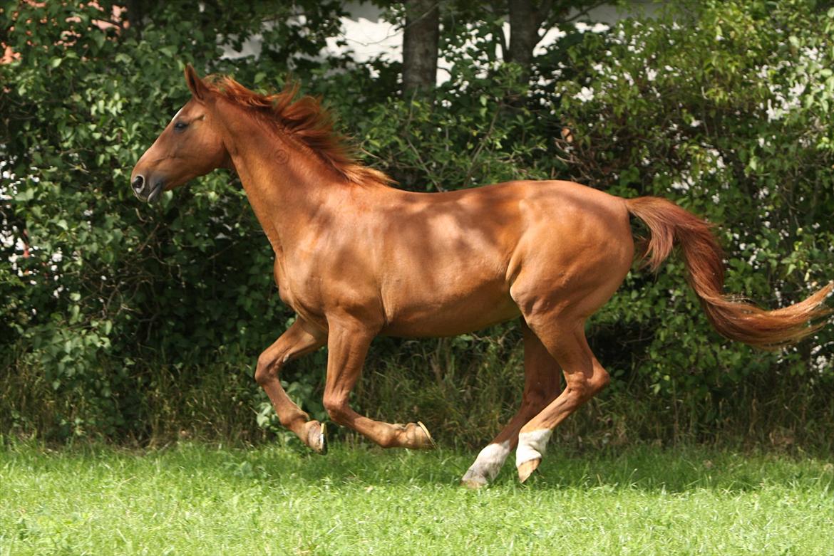 Basse - Min computerbaggrund. Sådan vil jeg altid huske hende. billede 30