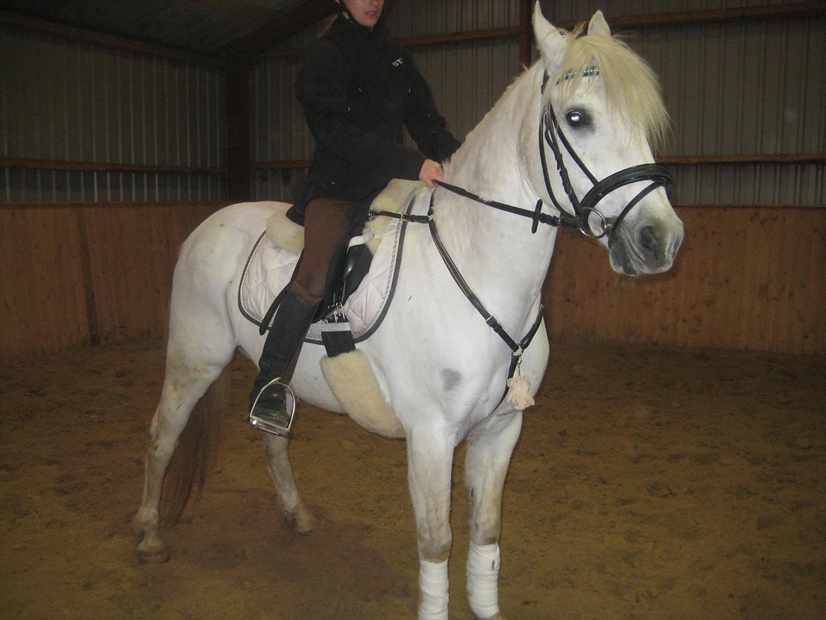 Når Tic's laver sine lækre parader<3<3 - Min deeeejlige poniii<3<3<3 VERDENS BEDSTE:*:*:* billede 4