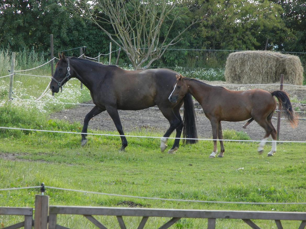 Lidt uheldige billeder af Lopez :)<3 haha:D - Her er det ikke så meget hende der ser uheldig ud, men mere ponyen bag ved, der vist er lidt vild med hende :-) billede 11