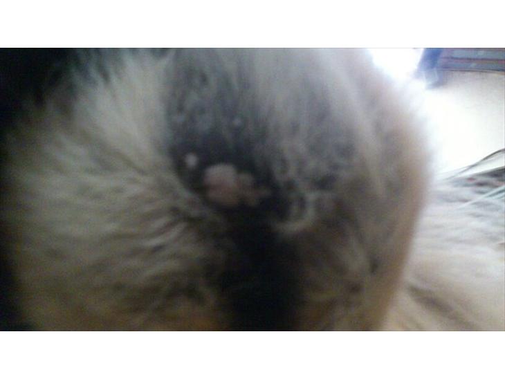 {{currentPhoto.altText}} billede {{currentPhoto.number}}