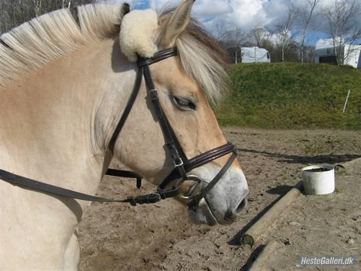 Tengninger til andre - Troja billede 1