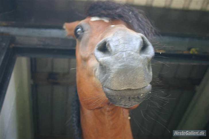 Sjove billeder af heste:) billede 1