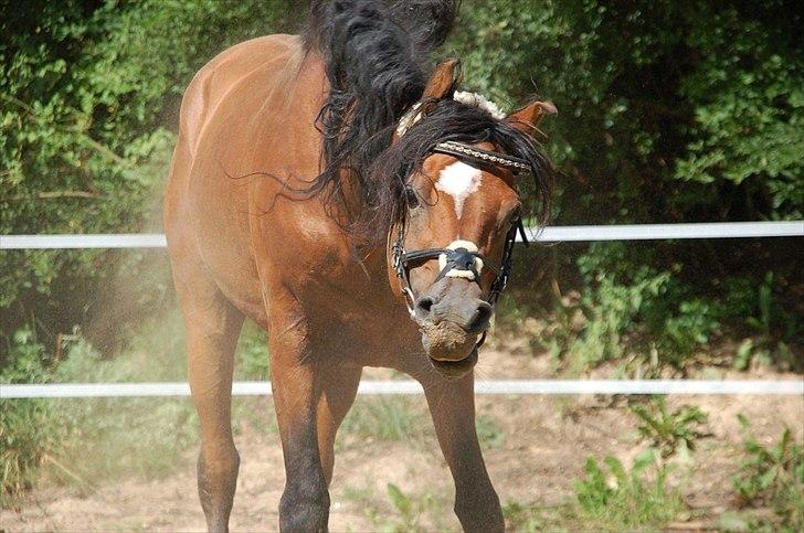 Sjove billeder af heste:) billede 3