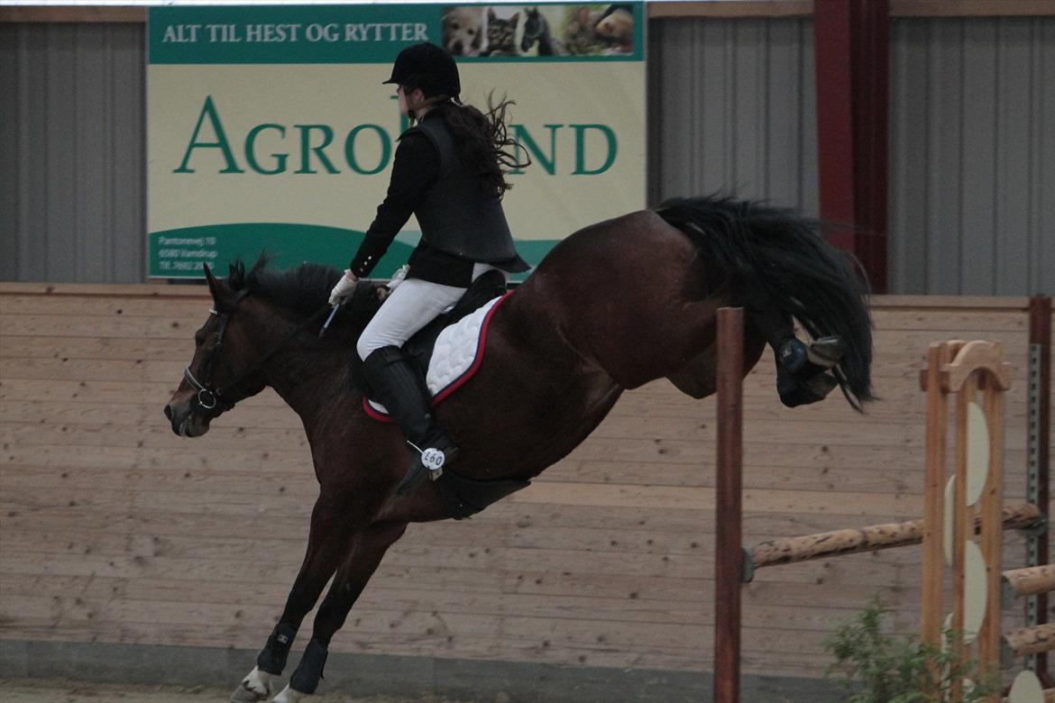 FØRSTE C-STÆVNE MED LB :D! - SEJE DYR!! han sprang bare til på de BREDE oksere :D billede 1