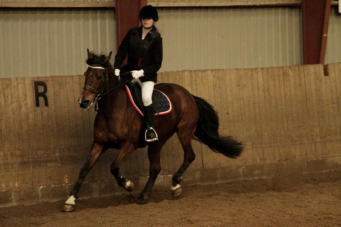 FØRSTE C-STÆVNE MED LB :D! - galop, frisk lille LB :D billede 21