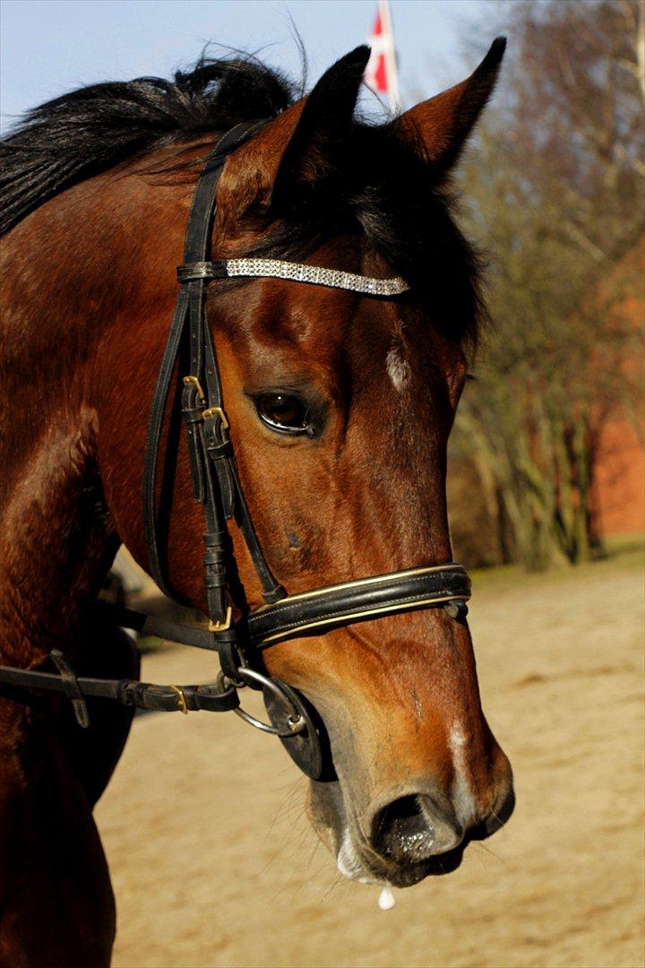 FØRSTE C-STÆVNE MED LB :D! - lækker billede 37