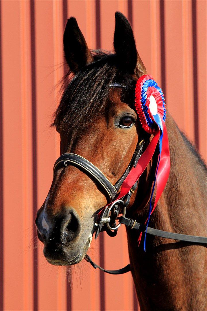 FØRSTE C-STÆVNE MED LB :D! - velfortjent! billede 40