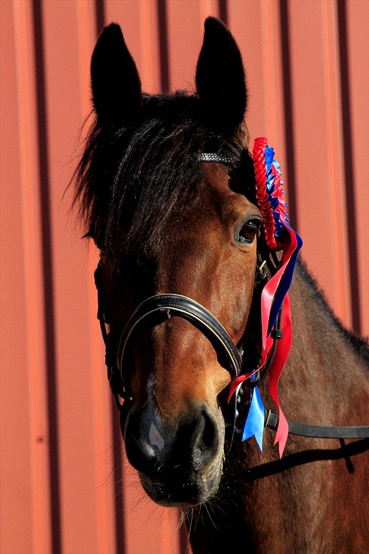 FØRSTE C-STÆVNE MED LB :D! billede 42