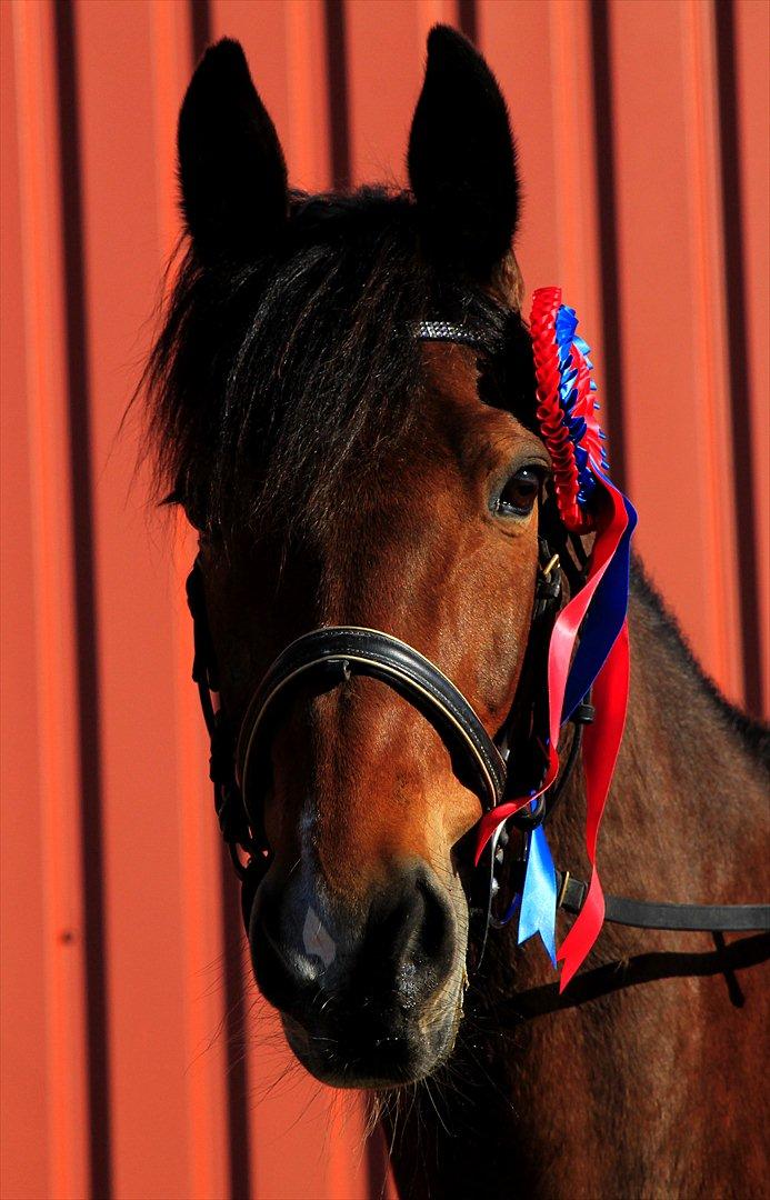 FØRSTE C-STÆVNE MED LB :D! billede 43